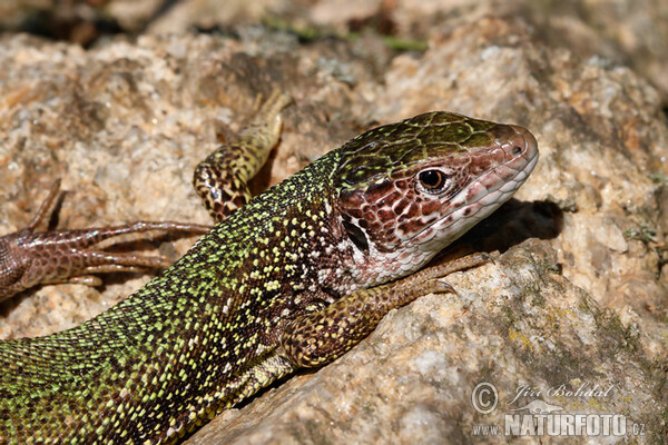 Jašterica zelená (Lacerta viridis)