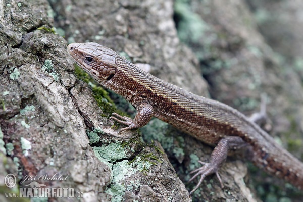 Jašterica živorodá (Lacerta vivipara)