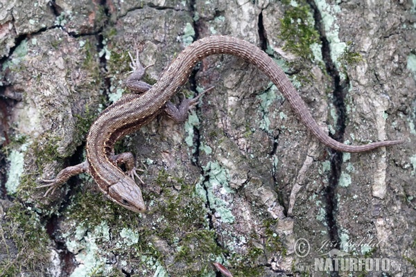 Jašterica živorodá (Lacerta vivipara)