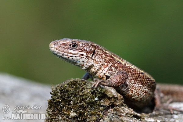 Jašterica živorodá (Lacerta vivipara)