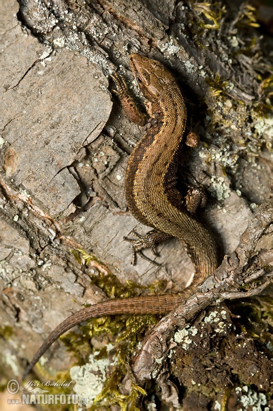 Jašterica živorodá (Lacerta vivipara)