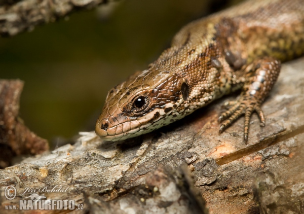 Jašterica živorodá (Lacerta vivipara)