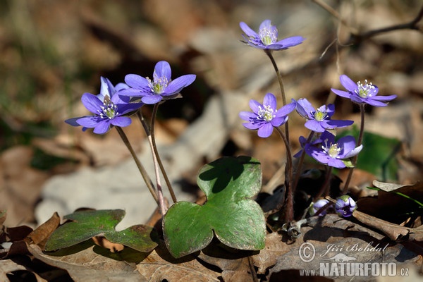 Jaterník podléška (Hepatica nobilis)