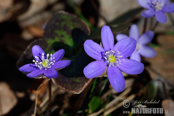 Jaterník podléška (Hepatica nobilis)