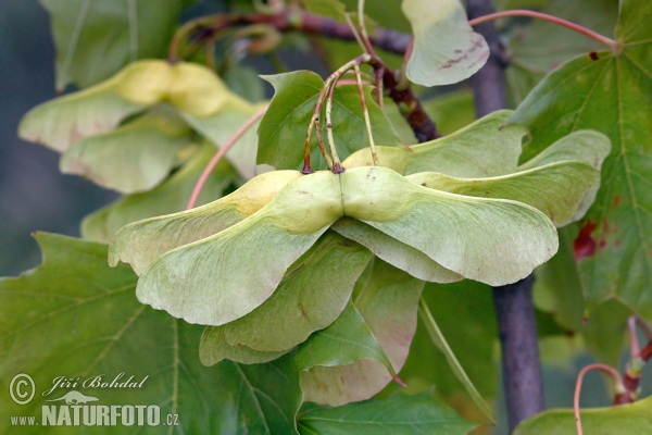 Javor mléč (Acer platanoides)