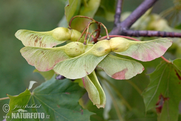 Javor mléč (Acer platanoides)