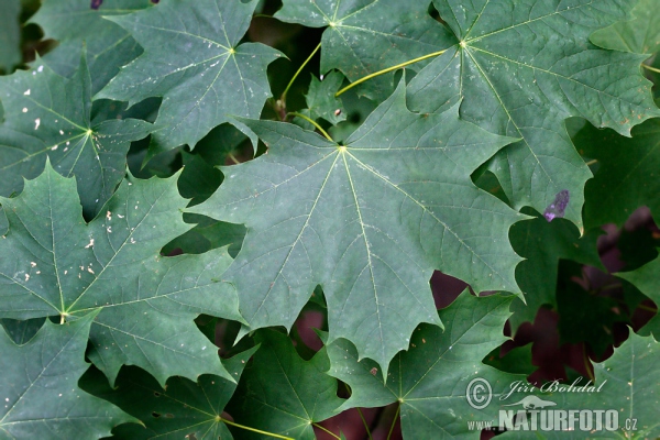 Javor mléč (Acer platanoides)