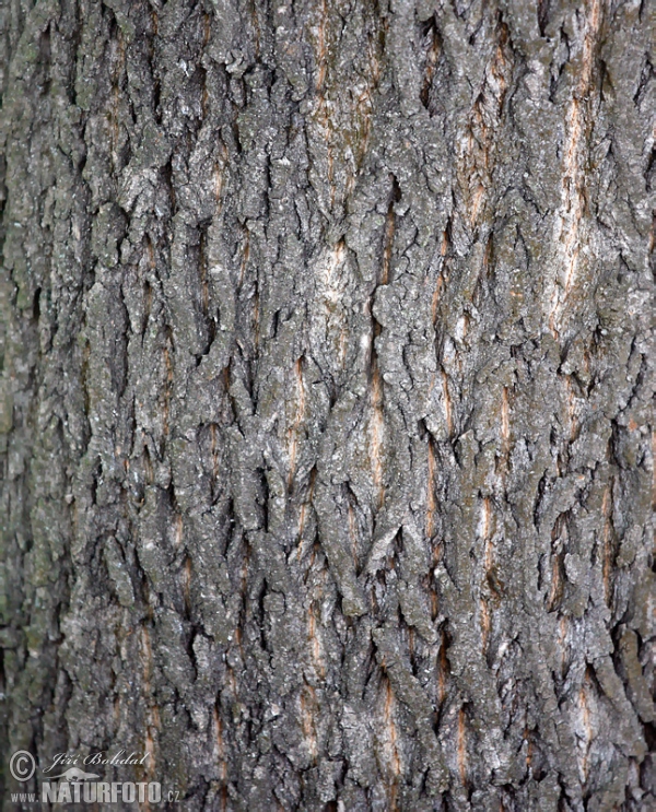 Javor mléč (Acer platanoides)