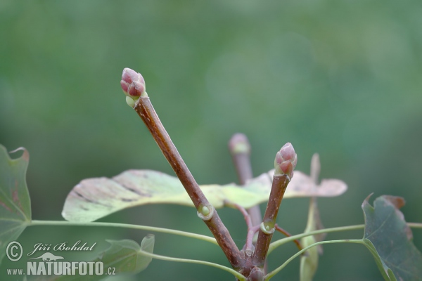 Javor mléč (Acer platanoides)