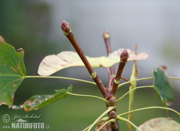 Javor mléč (Acer platanoides)