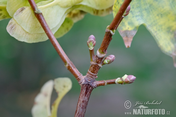 Javor mléč (Acer platanoides)