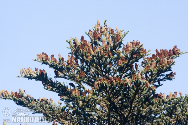 Jedľa biela (Abies alba)