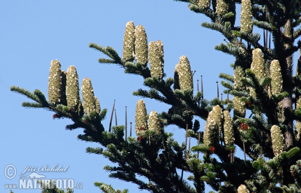 Jedľa biela (Abies alba)