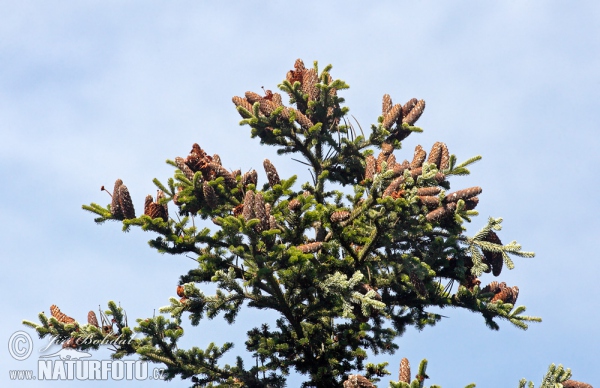 Jedľa biela (Abies alba)