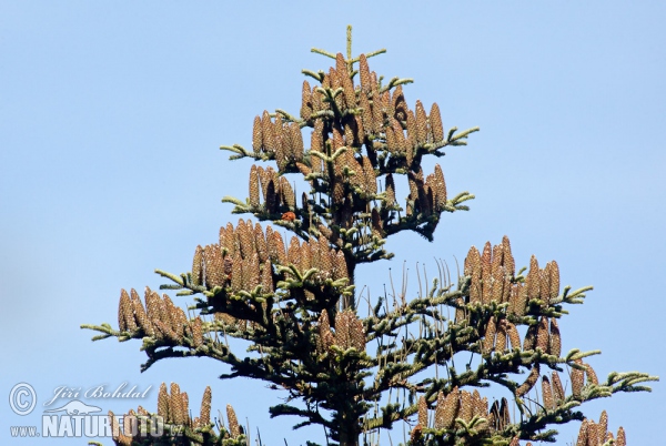 Jedľa biela (Abies alba)