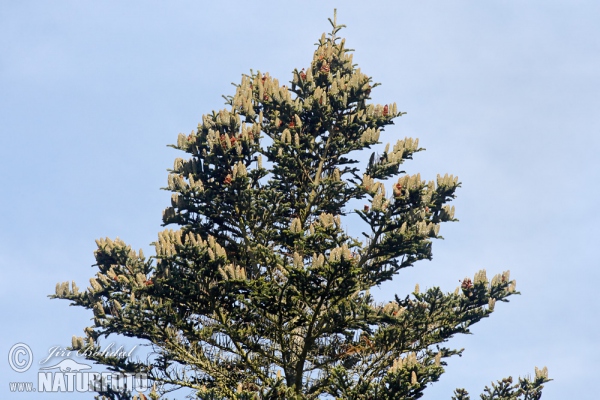 Jedľa biela (Abies alba)