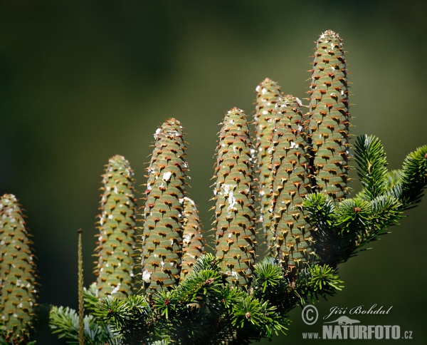 Jedle bělokorá (Abies alba)