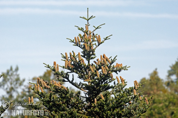 Jedle bělokorá (Abies alba)