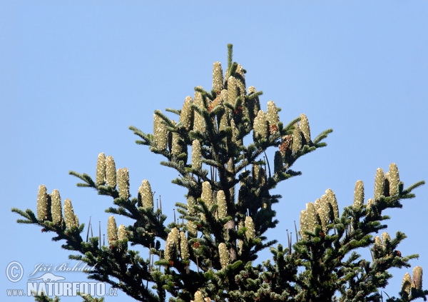 Jedle bělokorá (Abies alba)