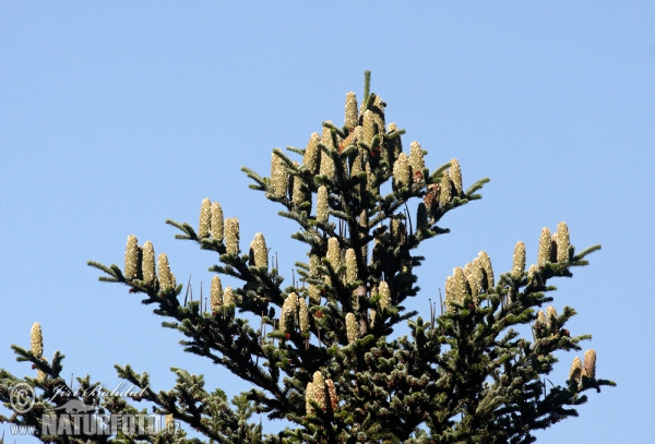 Jedle bělokorá (Abies alba)