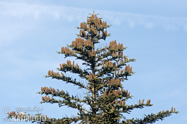 Jedle bělokorá (Abies alba)