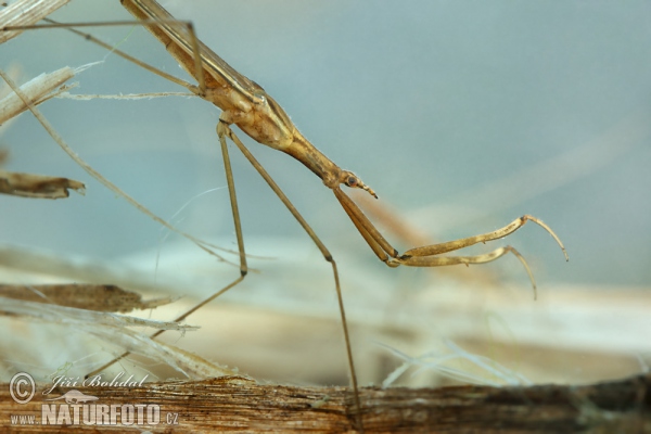 Jehlanka válcovitá (Ranatra linearis)