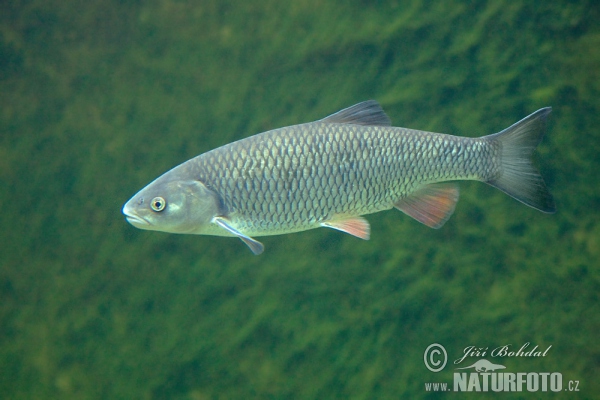 Jelec tloušť (Leuciscus cephalus)