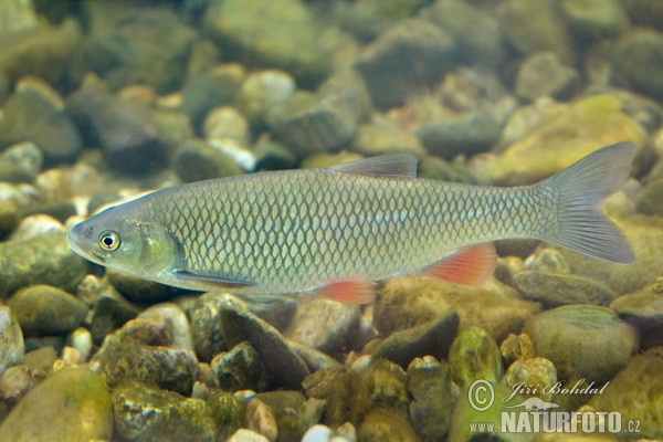 Jelec tloušť (Leuciscus cephalus)