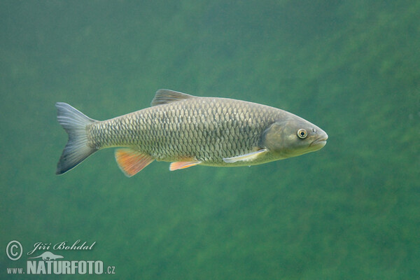 Jelec tloušť (Leuciscus cephalus)