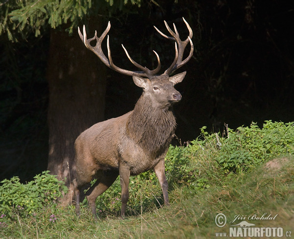 Jeleň hôrny obyčajný (Cervus elaphus)