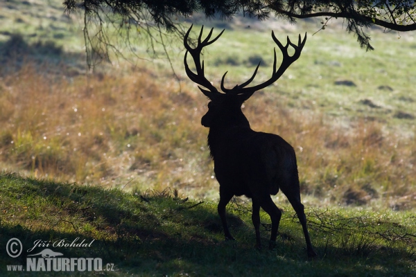 Jeleň hôrny obyčajný (Cervus elaphus)