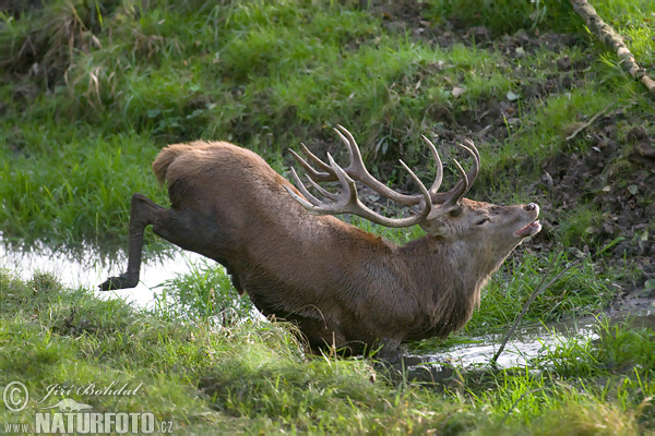 Jeleň hôrny obyčajný (Cervus elaphus)