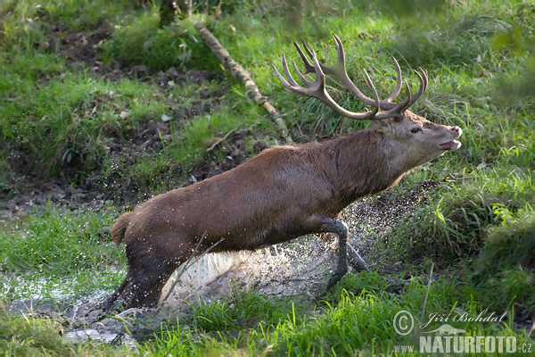 Jeleň hôrny obyčajný (Cervus elaphus)