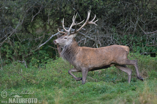 Jeleň hôrny obyčajný (Cervus elaphus)