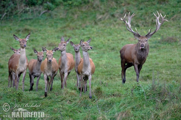 Jeleň hôrny obyčajný (Cervus elaphus)