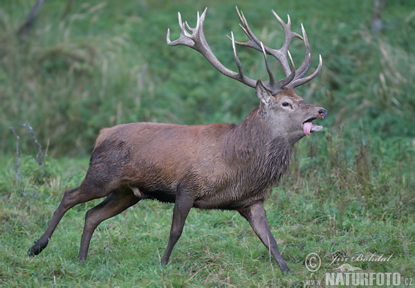 Jeleň hôrny obyčajný (Cervus elaphus)