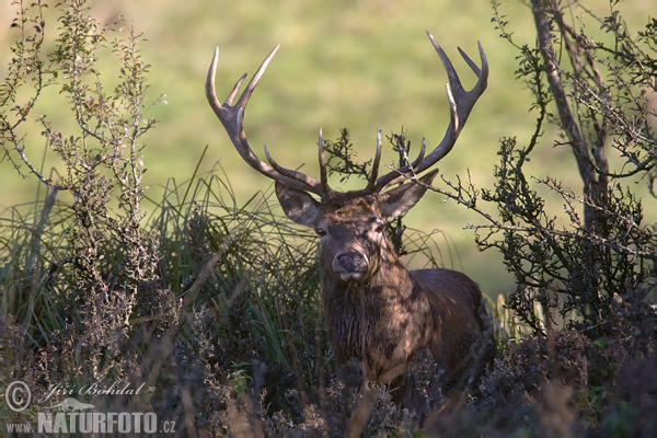 Jeleň hôrny obyčajný (Cervus elaphus)