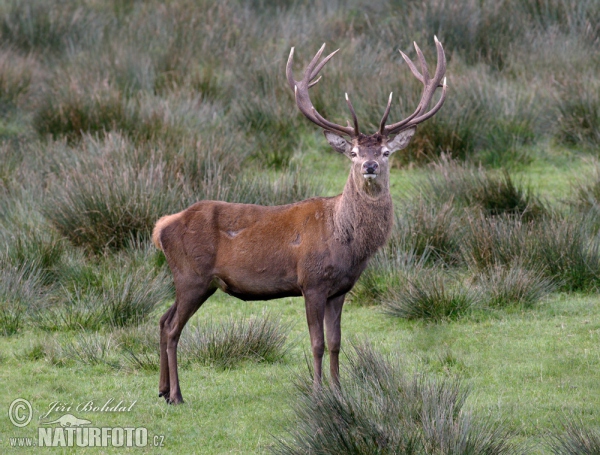 Jeleň hôrny obyčajný (Cervus elaphus)