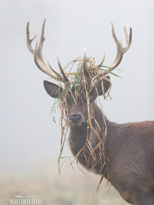 Jeleň hôrny obyčajný (Cervus elaphus)