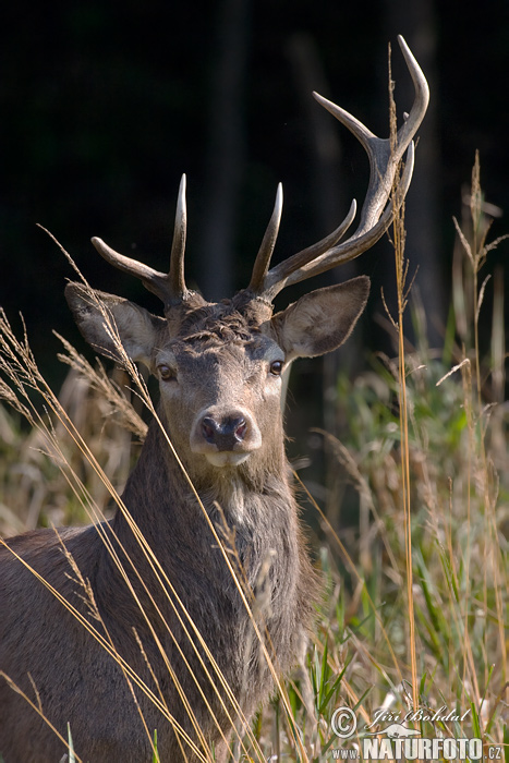 Jeleň hôrny obyčajný (Cervus elaphus)