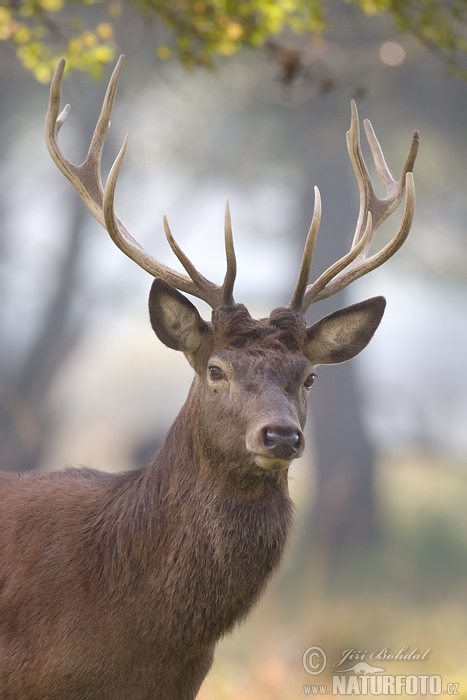 Jeleň hôrny obyčajný (Cervus elaphus)