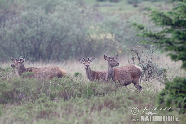 Jeleň hôrny obyčajný (Cervus elaphus)