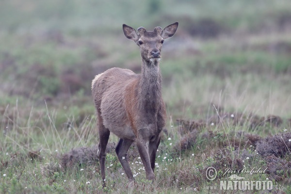 Jeleň hôrny obyčajný (Cervus elaphus)