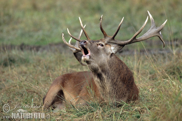 Jeleň hôrny obyčajný (Cervus elaphus)