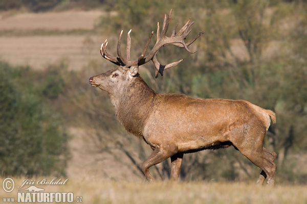 Jeleň hôrny obyčajný (Cervus elaphus)