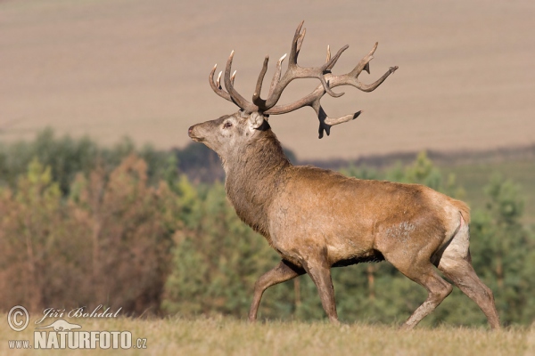 Jeleň hôrny obyčajný (Cervus elaphus)