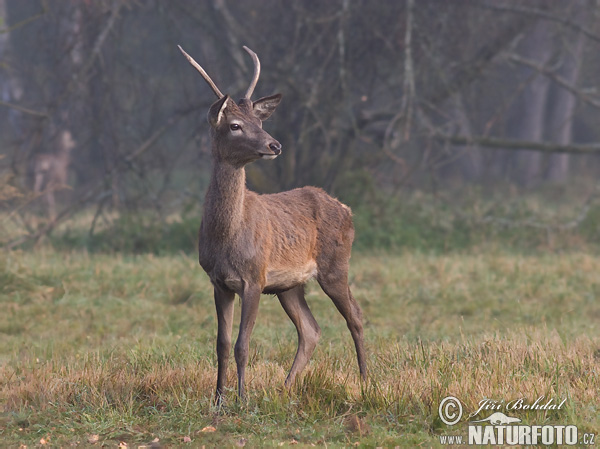 Jeleň hôrny obyčajný (Cervus elaphus)