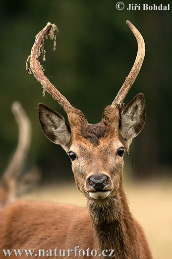 Jeleň hôrny obyčajný (Cervus elaphus)