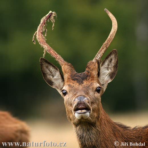 Jeleň hôrny obyčajný (Cervus elaphus)