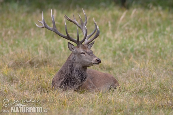 Jeleň hôrny obyčajný (Cervus elaphus)